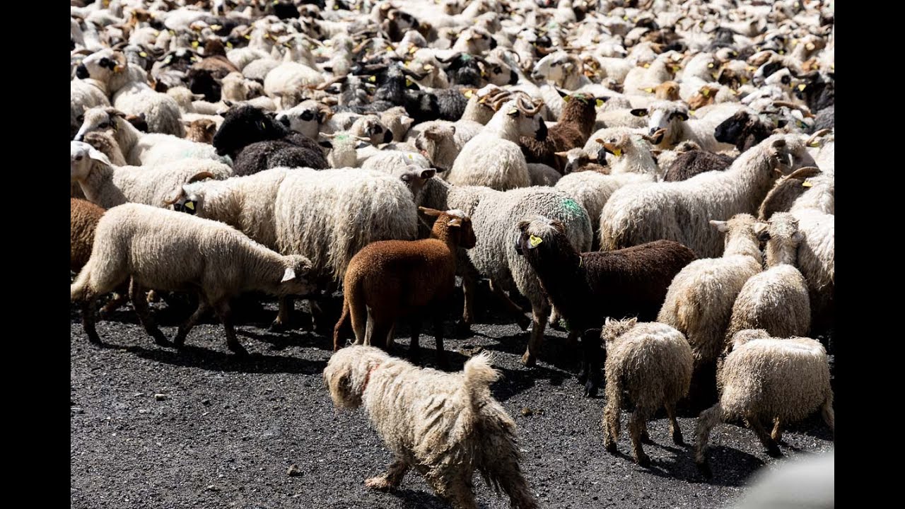 Fête De La Transhumance