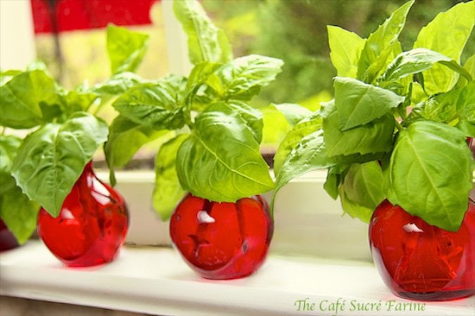An Endless Supply of Fresh Basil for Pennies! Yes, you can! And it's amazingly easy and incredibly cheap way to have all the basil you need, all the time!
