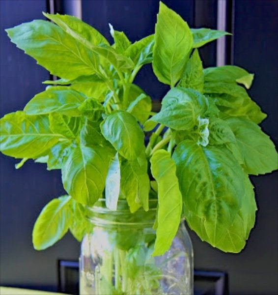 An Endless Supply of Fresh Basil for Pennies! Yes, you can! And it's amazingly easy and incredibly cheap way to have all the basil you need, all the time!