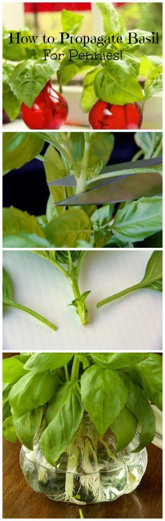 How to Propagate Basi for Penniesl - a really inexpensive way to have mountains of fresh basil! - from The Café Sucré Farine.com