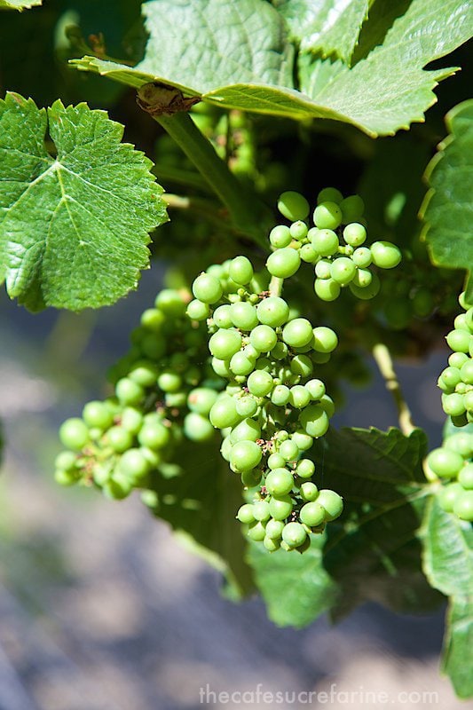 California Coast Road Trip - Part 2 - Claiborne Winery Grapes