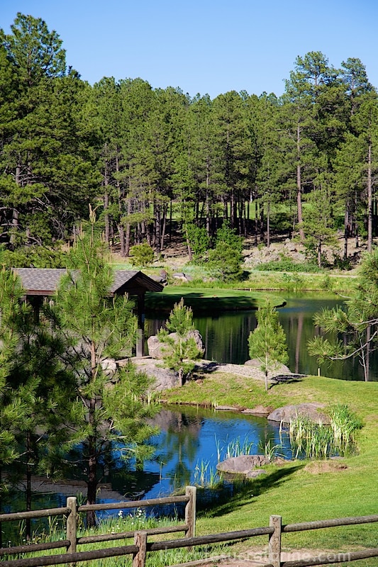 Flagstaff pine tree lake scene