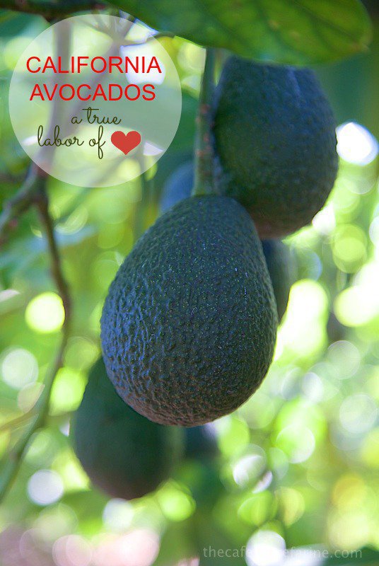 California Avocados are amazing and grown with tender loving care.