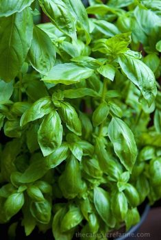 Basil. So prolific (if you know what to do with it), so delicious!