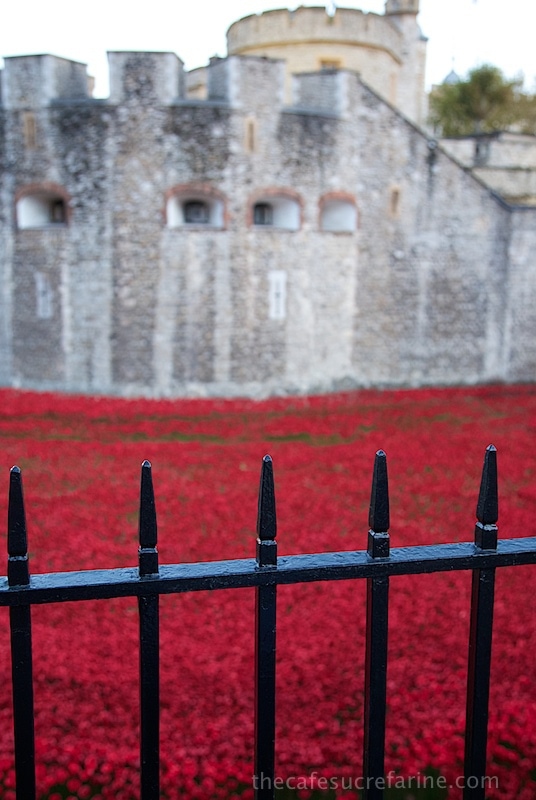 Poppies around the Tower of London. An amazing Remembrance Day 2014 display.