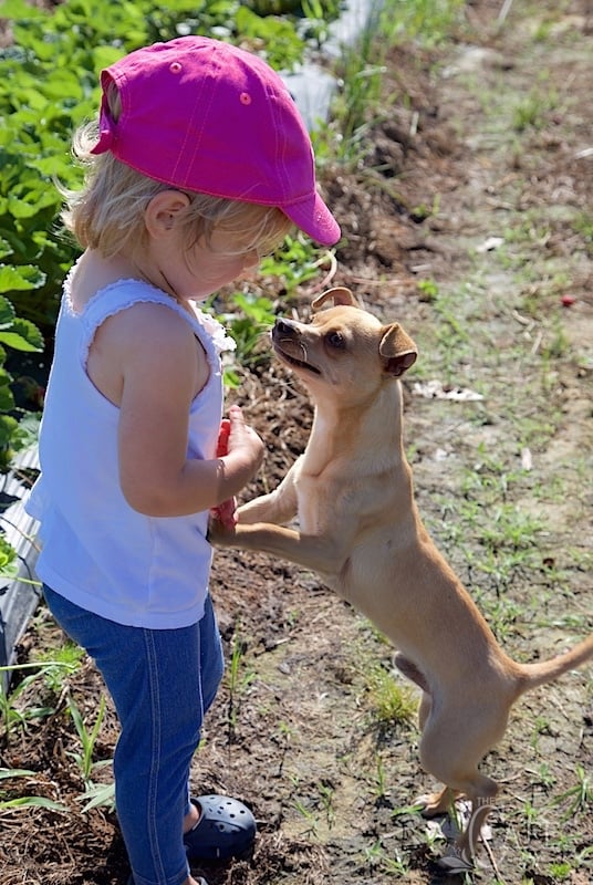 Vertical photo of Emmy and her dog friend in the strawberry patch.