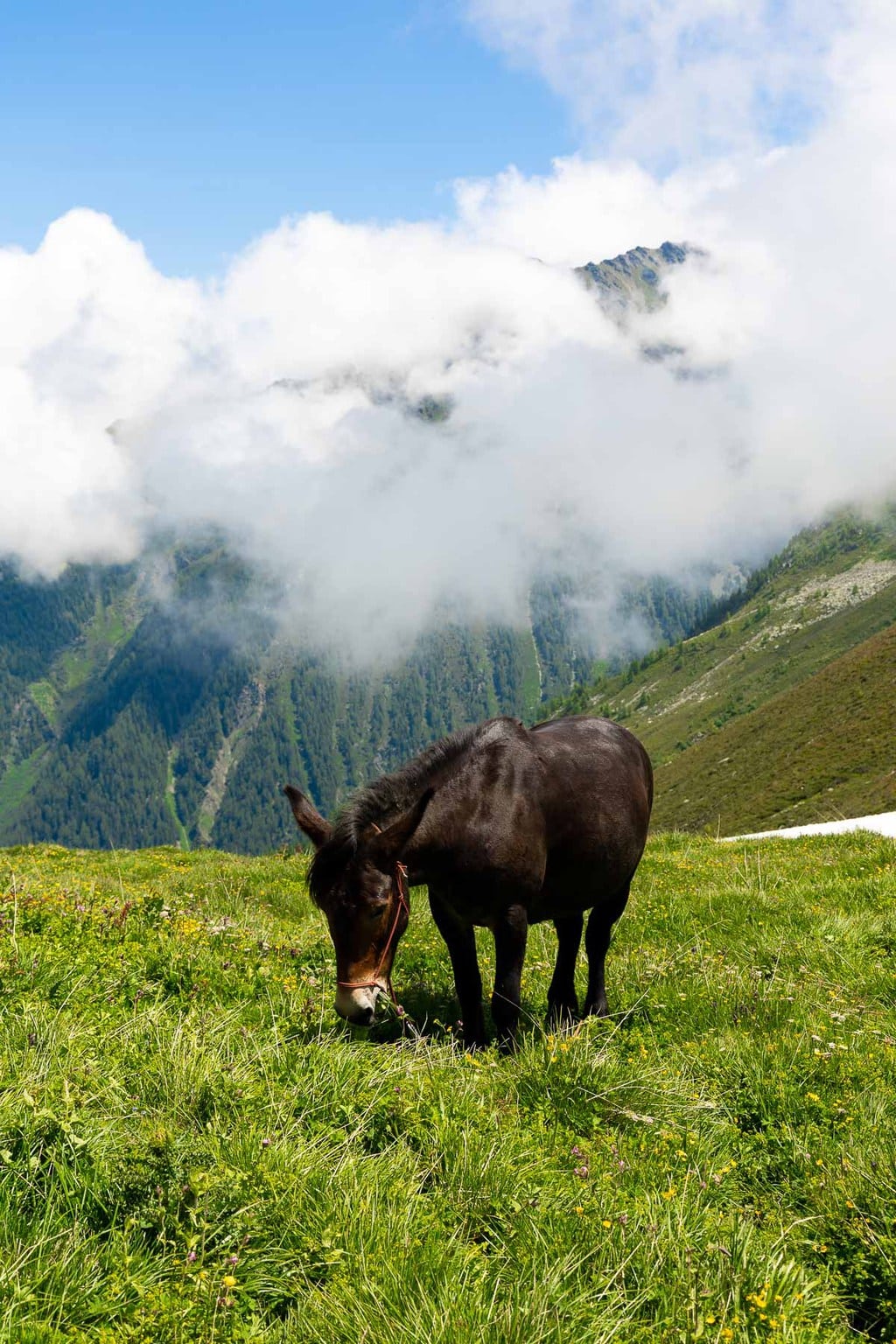 A horse grazing in the Alpine meadows near Le Tour, France looking out towards Switzerland.