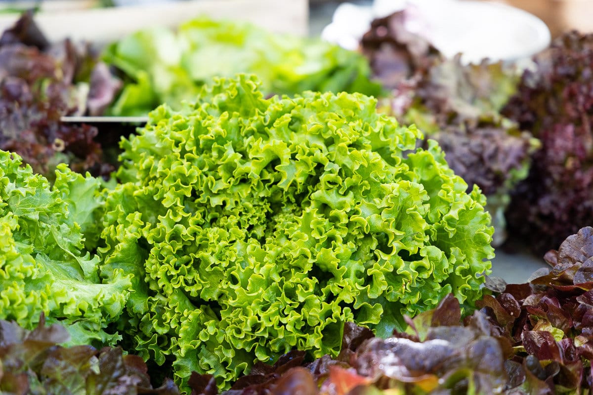 Horizontal closeup photo of a head of lettuce at a farmer's market in Lyon, France.