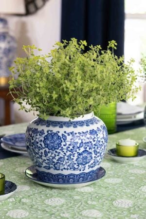 Blue and white ceramic planter filled with fresh thyme on a green patterned tablecloth with blue and white dishes and green candle holders.