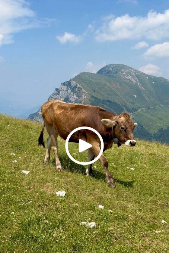 Brown cow wearing a traditional bell grazing in an alpine meadow on Monte Baldo with green mountains and blue sky overlooking Lake Garda, Italy.