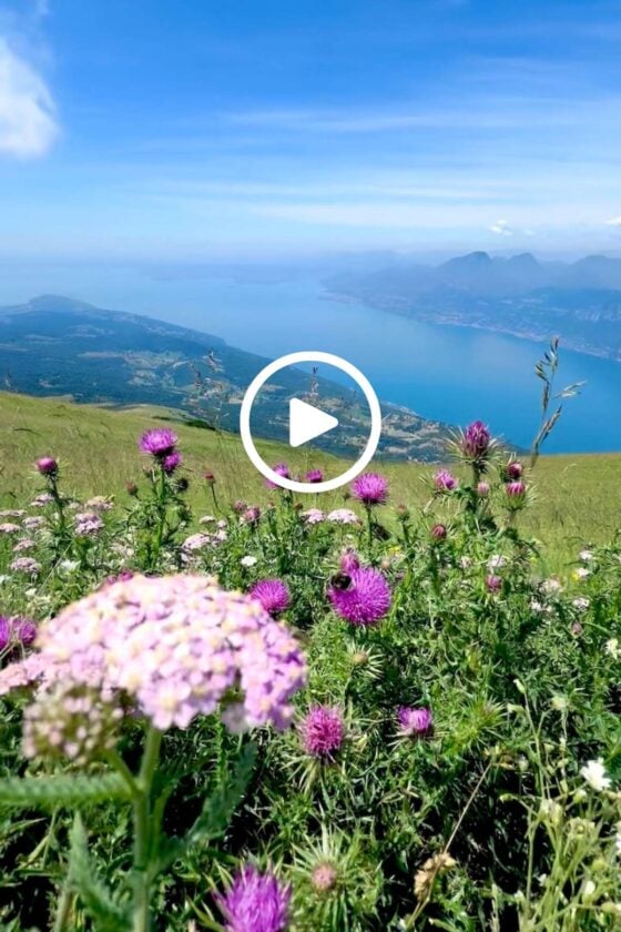 Wildflowers blooming on Monte Baldo overlooking the sparkling blue waters of Lake Garda with panoramic mountain views in northern Italy.