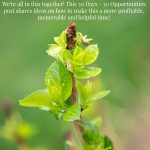 Vertical nature photo of spring leaf growth on an old growth stem of a hydrangea plant.
