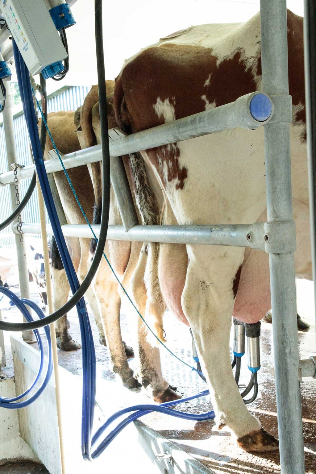 Photo of the cows being milked three at a time at the Ballymaloe Farm.