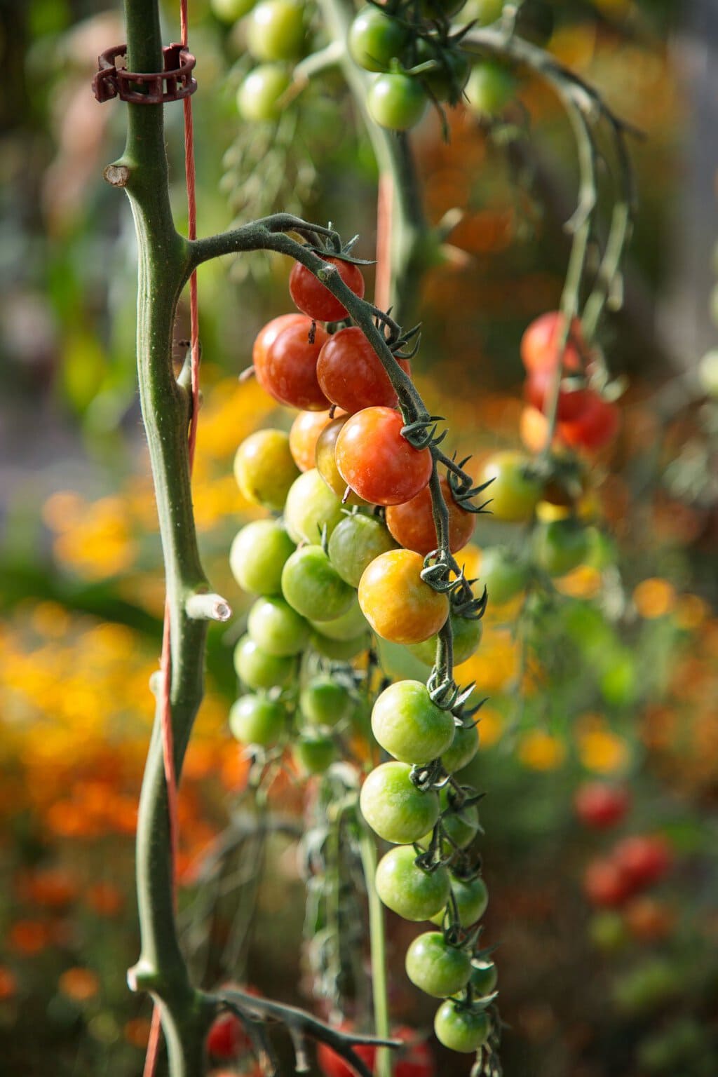 Closeup photo of tomatoes on the vine in the glass houses at Ballymaloe Farm.