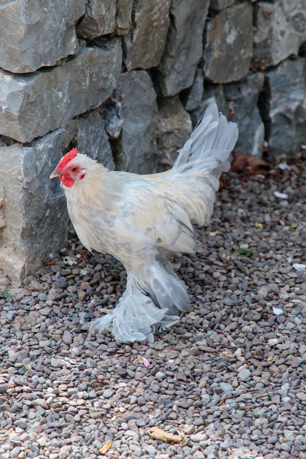 Photo of one of the Ballymaloe poultry stars!