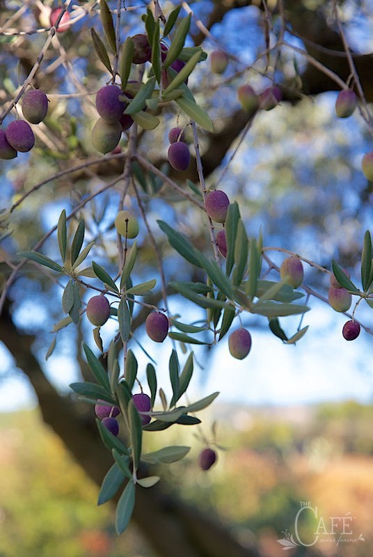 Cuisine de Provence - olive tree
