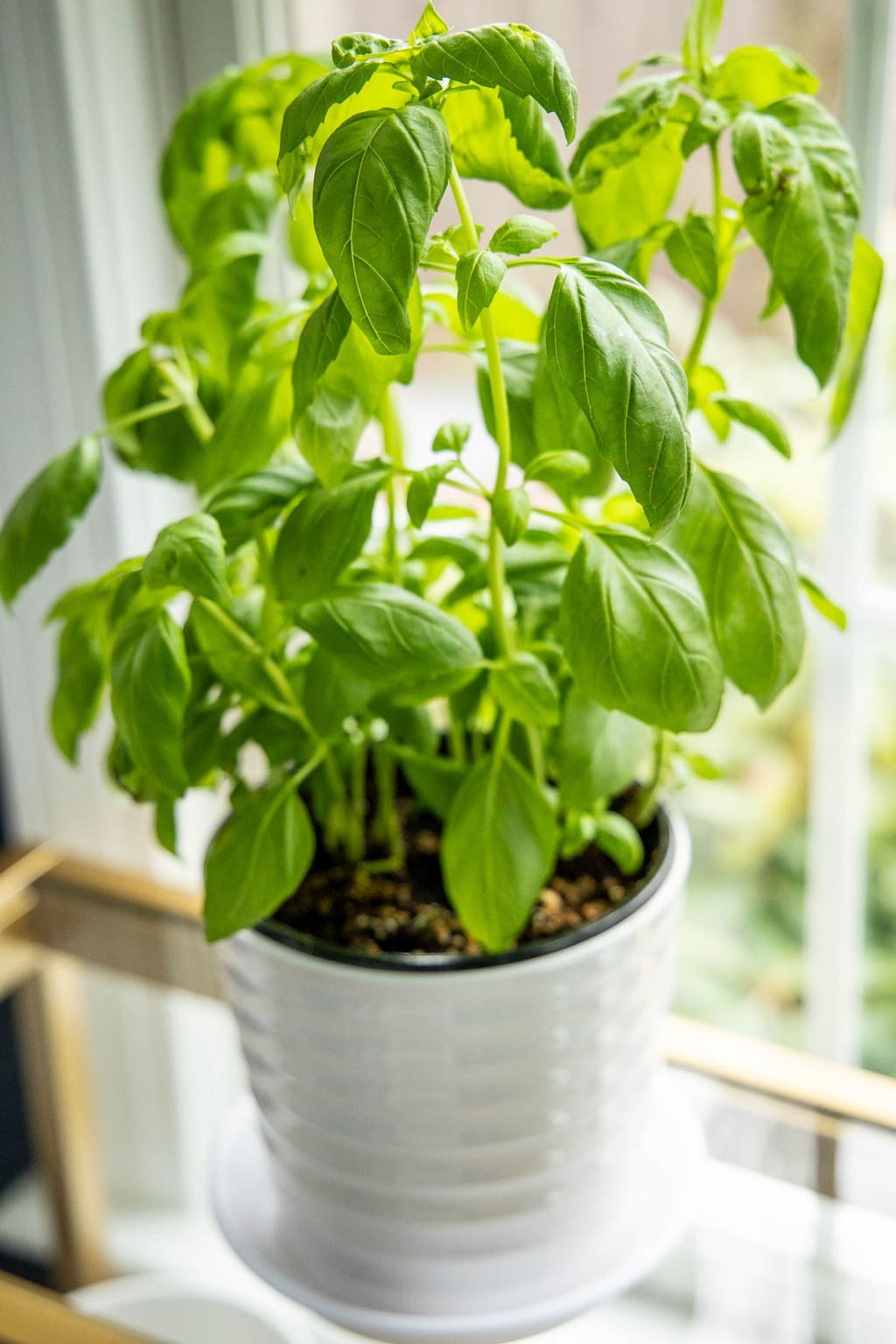 Vertical closeup photo of a basil plant in a white pot by a window.