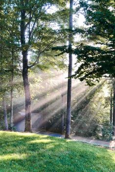 An outdoor photo of morning shafts of light shining through mountain trees at Hope View.