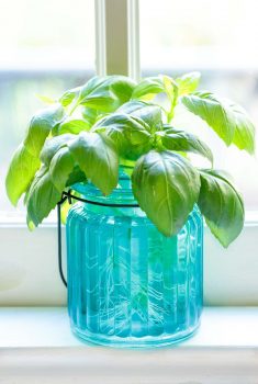 A vertical picture of fresh basil in a blue glass jar
