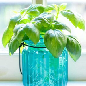 A vertical picture of fresh basil in a blue glass jar