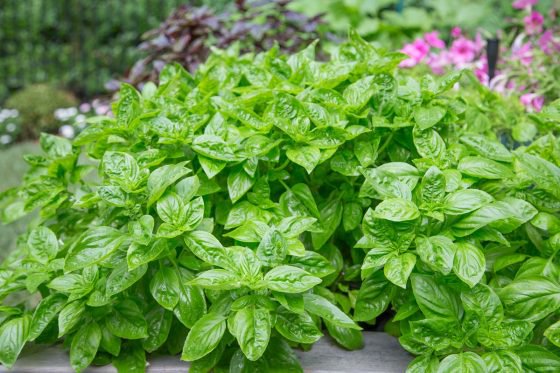 How to Root Basil from Cuttings - The Café Sucre Farine