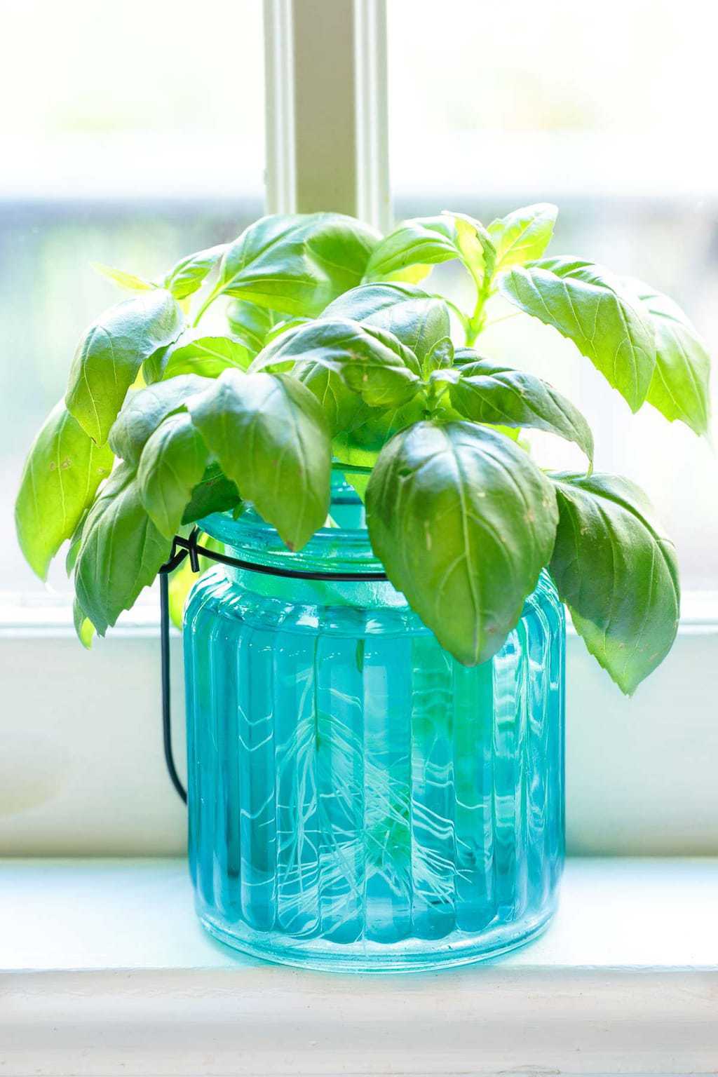 A vertical closeup photo of fresh basil in a blue glass jar on a window sill.
