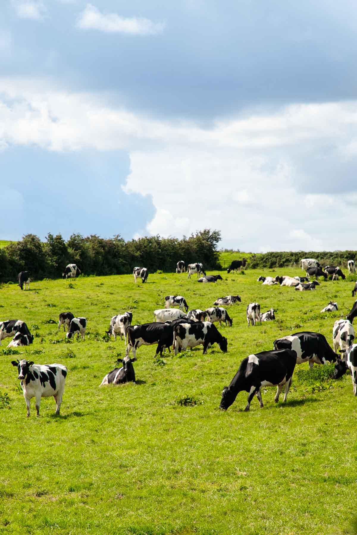 Vertical photo of cows grazing in a green Irish pasture.