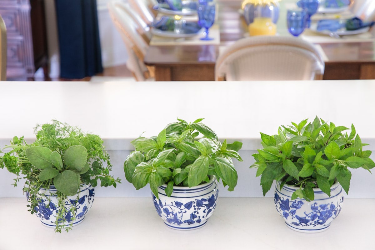 Horizontal photo of fresh herbs lined up on a kitchen counter in small decorative jars.