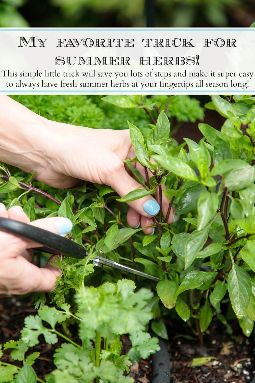 My Favorite Trick for Summer Herbs