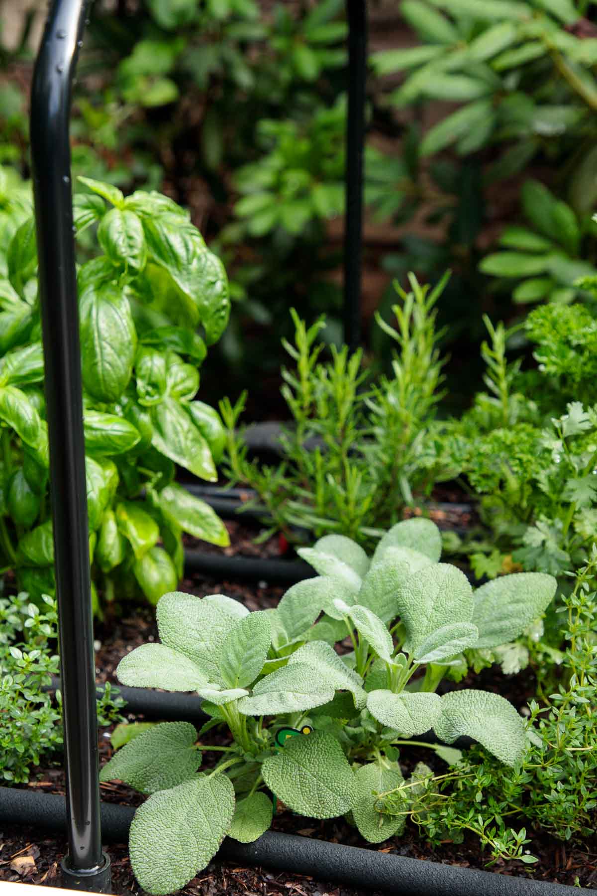 Closeup vertical photo of garden herbs growing in a Veg Trug elevated raised garden bed.