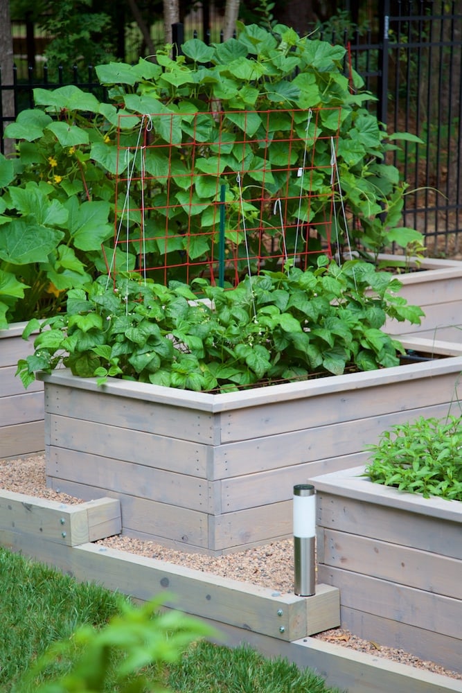 Building Elevated Raised Garden Beds featured in the Grilled Chicken Nicoise Salad post.