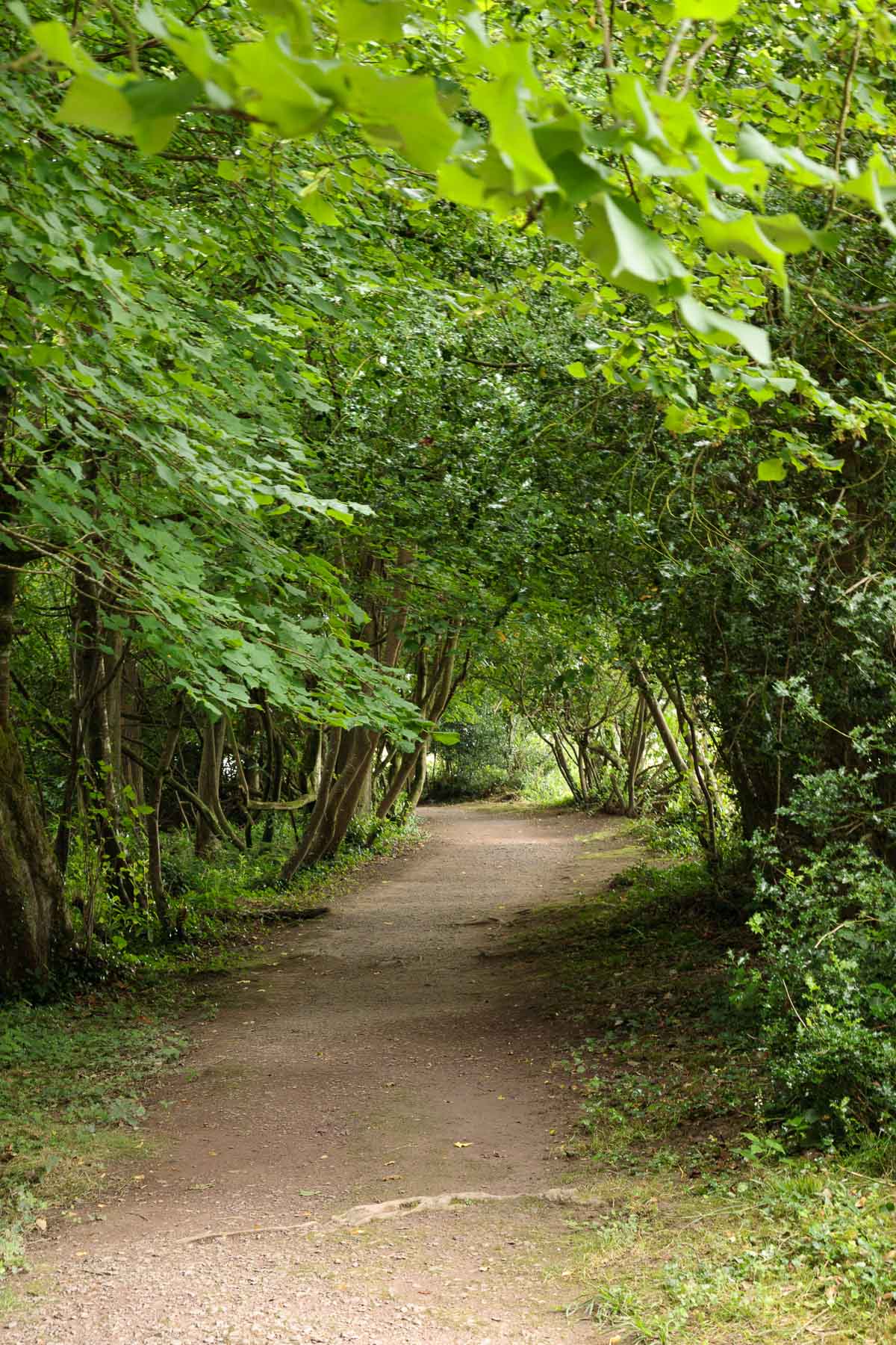 Photo of a path at the Castlemartyr Ruins and Resort.