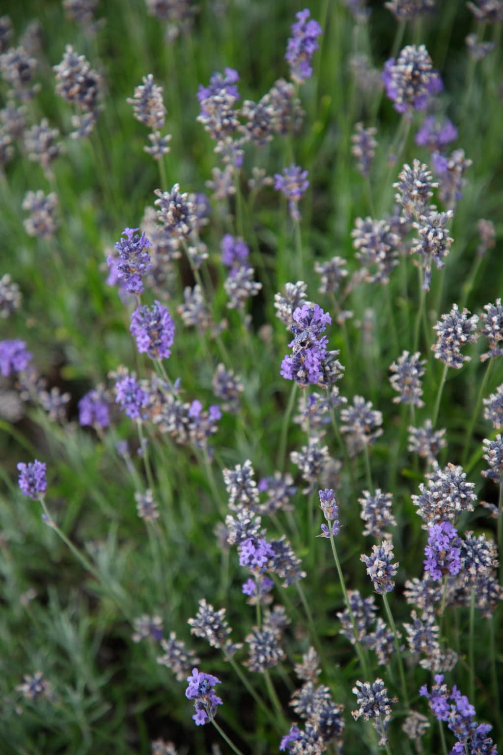 Photo of lavender flowers at Portmarnock, Ireland.