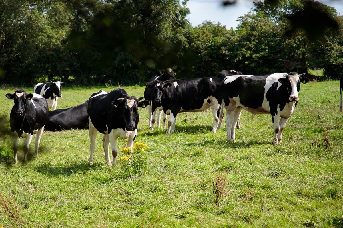 Photo of cows grazing in an Irish farm for The Café blog post: Ireland, Off the Beaten Path - Part 1.